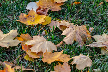 Autumn leaves in the park