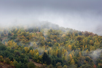 Fototapeta premium Mist covering an autumn forest in the morning.