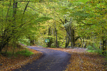 Autumn landscape, asphalt road mostly covered by leaves