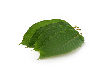 Fototapeta premium Mitragyna speciosa korth isolated on white background.