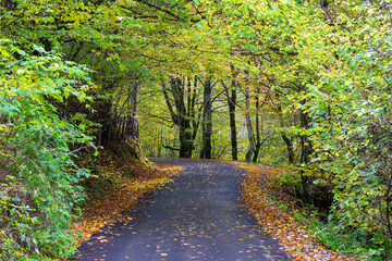 Autumn landscape, asphalt road mostly covered by leaves