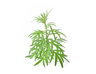 Artemisia vulgaris L, Sweet wormwood, Mugwort isolated on white background