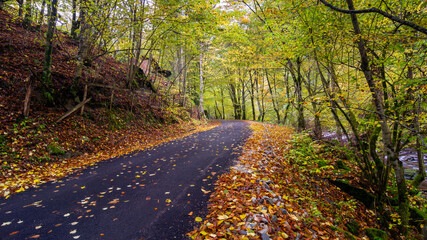 Fototapeta premium Autumn landscape, asphalt road mostly covered by leaves