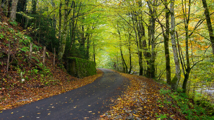 Obraz premium Autumn landscape, asphalt road mostly covered by leaves