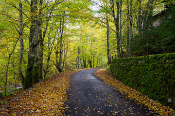 Autumn landscape, asphalt road mostly covered by leaves