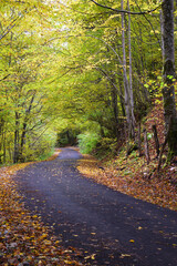 Fototapeta premium Autumn landscape, asphalt road mostly covered by leaves