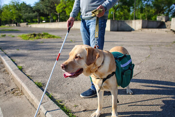 Blind senior man with guide dog crossing road in city