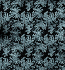 Frostwork pattern ice crystals on black background. Dark surface with abstract ice structure makes...
