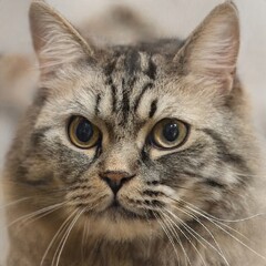 portrait of a nice cat