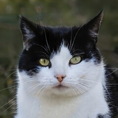 portrait of a nice cat