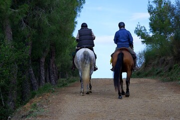 Photograph of two men riding horses in the bush on a sunny day, taken from behind.