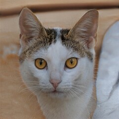 portrait of a nice cat