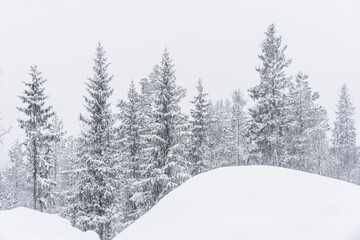 Naklejka premium Snowfall in the winter forest