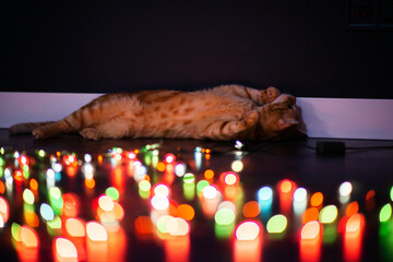 Beautiful young orange tabby cat plays with decor with Christmas lights, holiday home eve decoration