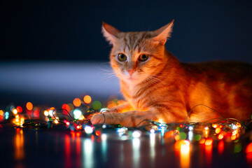 Beautiful young orange tabby cat plays with decor with Christmas lights, holiday home eve decoration