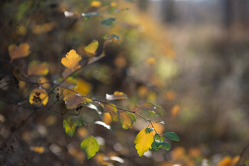 Vivid yellow autumn bush foliage at sunny day. Natural soft beautiful background with orange fall leaves. Wilting of nature in November