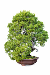 bonsai of juniper tree isolated