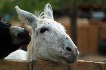 black and white donkeys in the zoo
