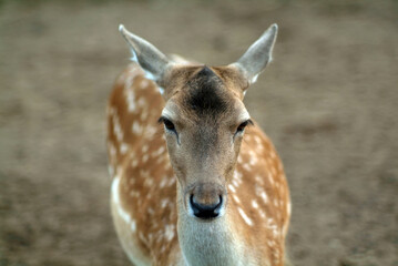 small hornless deer in the zoo