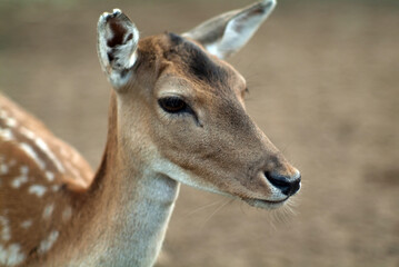 small hornless deer in the zoo
