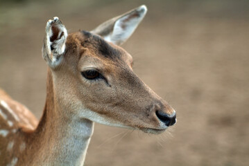 small hornless deer in the zoo