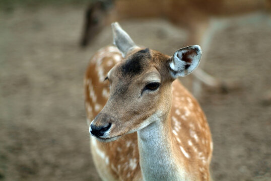 small hornless deer in the zoo