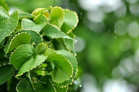 Close up of wet green acalypha wilkesiana plant in the rainy day