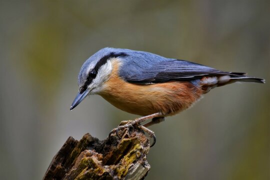Sittelle torchepot (Sitta europaea), Neuch&acirc;tel, Suisse.