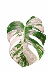 white background with monstera leaf in the center. minimalistic background with one sheet. background top view
