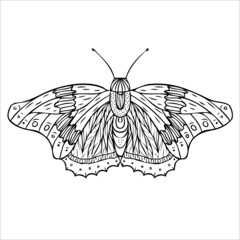 Night butterfly, moths. Hand drawn vector illustration. 