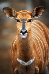 Fototapeta premium Lowland Nyala (Tragelaphus angasii) detail portrait