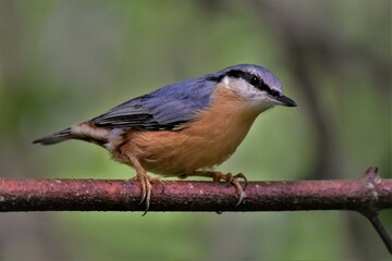 Sittelle torchepot (Sitta europaea), Neuchâtel, Suisse.