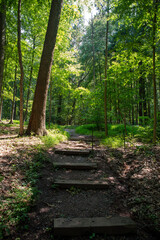 Wooden steps on woodland hiking trail into lush green forest
