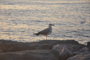 seagull on the coast
