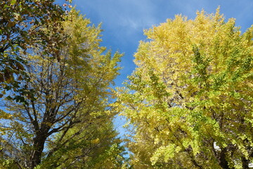 Naklejka premium Japanese ginkgo, いちょう並木 