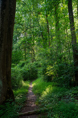 Dirt foot path between tall trees leads to green lush woodland