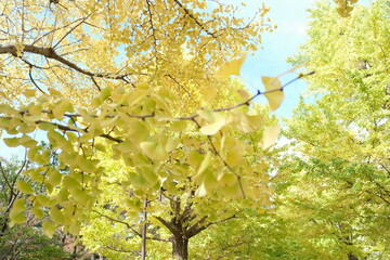 Japanese ginkgo, いちょう並木
