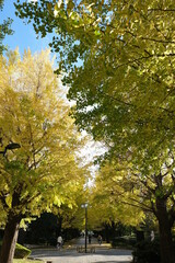 Japanese ginkgo, いちょう並木
