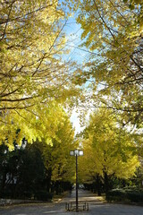 Japanese ginkgo, いちょう並木
