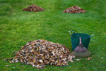 Group of fall brown leaves in green lawn  .Seasonal yard clean up fall leaves with rake in autumn...