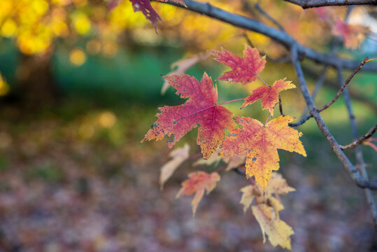 Closeup red and yellow Maple tree autumn leaves bokeh background