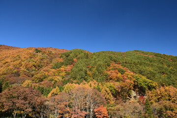 Autumn mountains with colorful trees against blue Sky.
