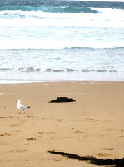 Bird and the beach