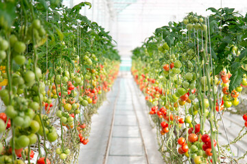 Colorful, from raw to ripe scale of tomatoes view from a greenhouse.