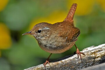 Troglodyte mignon (Troglodytes troglodytes), Neuchâtel, Suisse.