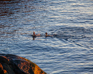 Common merganser
