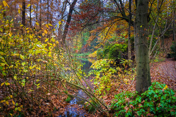 autumn in the forest