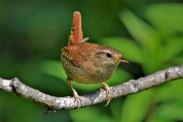 Troglodyte mignon (Troglodytes troglodytes), Neuchâtel, Suisse.