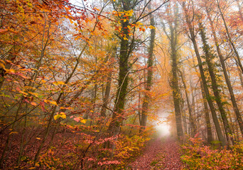 autumn forest in the morning  fog