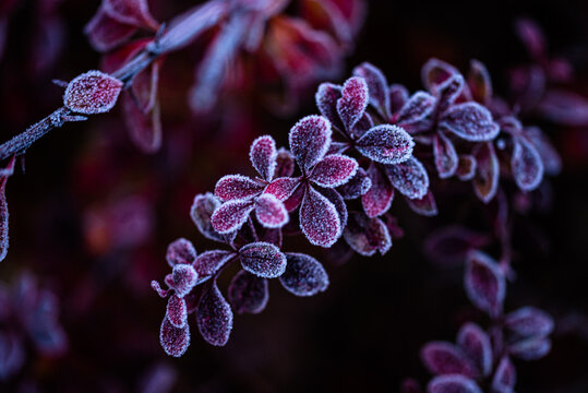 Heavy frost on red leaves and branch
